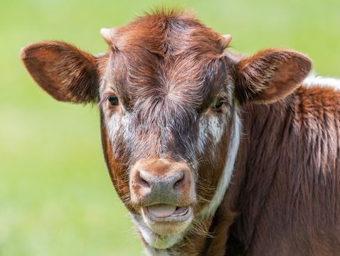 Close up photo of Longhorn Cattle in the UK 