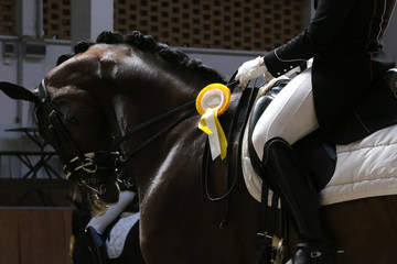 Head shot closeup of a beautiful award winner racehorse