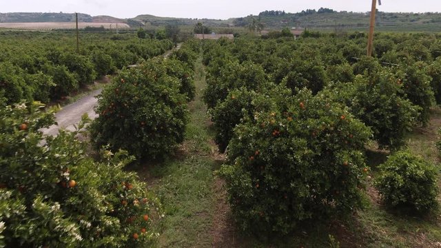 Aerial approaching view of an orange plantation in Sicily (Italy) in bloom