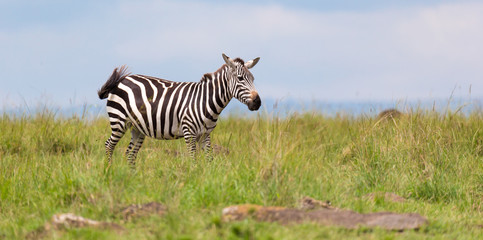 A zebra is browsing on a meadow in the grass landscape