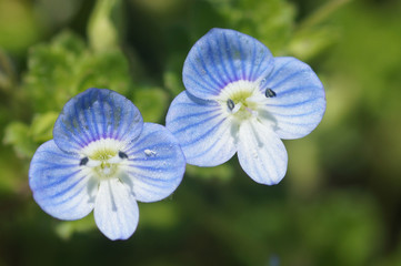 オオイヌノフグリ