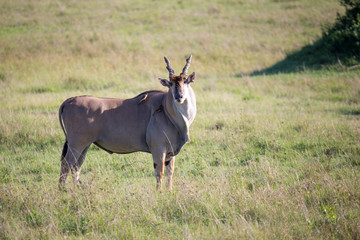 Eland, the largest antelope, in a meadow in the Kenyan savanna