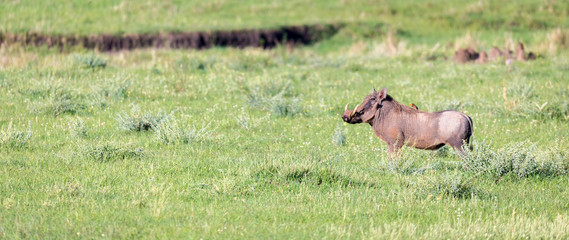 A warthog in the middle of the savanna of Kenya