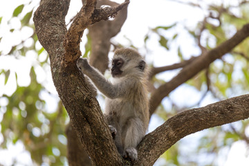 A little monkey is playing on the branch of a tree