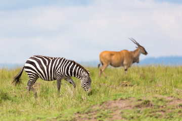 Obraz na płótnie Canvas A zebra is browsing on a meadow in the grass landscape
