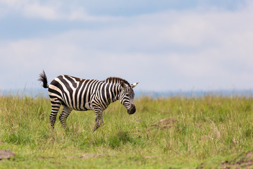 Fototapeta na wymiar A zebra is browsing on a meadow in the grass landscape