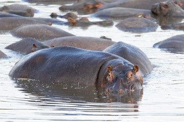 A hippopotamus sits in the water of a lake