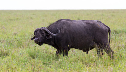 Naklejka na ściany i meble A buffalo is standing in the middle of the meadow in the grass landscape