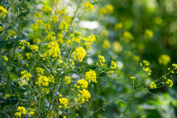 yellow beautiful flowers