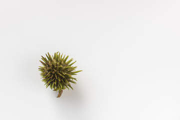 Spiky green seed pod isolated