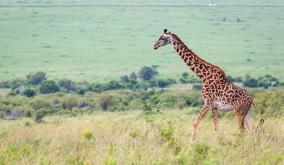 Masai giraffe in the Kenyan savanna on a meadow