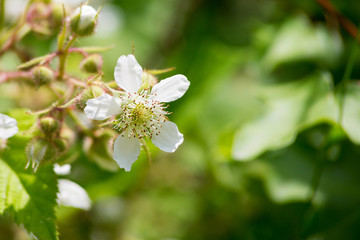 Blackberry / Rubus Ursinus Flower under natural light.
