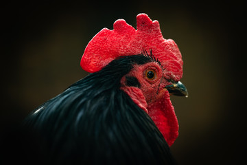 Black cock close up portrait pets 