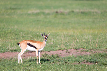 Naklejka na ściany i meble Thomson gazelles in the middle of a grassy landscape in the Kenyan savanna