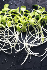 Fresh Sunflower seedlings , Microgreen Organic