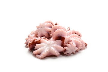 Octopus isolated on white background.