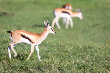 Thomson gazelles in the middle of a grassy landscape in the Kenyan savanna