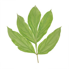 Green leaf of peony isolated on white background
