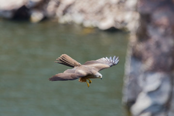 bird of prey