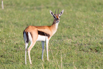 Thomson gazelles in the middle of a grassy landscape in the Kenyan savanna