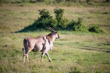 Naklejka na ściany i meble Eland, the largest antelope, in a meadow in the Kenyan savanna