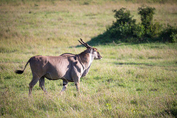 Eland, the largest antelope, in a meadow in the Kenyan savanna