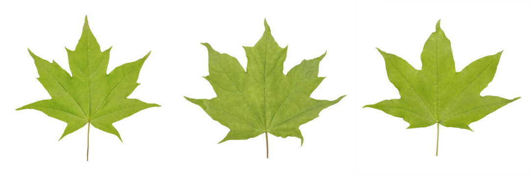 Green leaf of Acer platanoides maple or Acer saccharum isolated on white background.