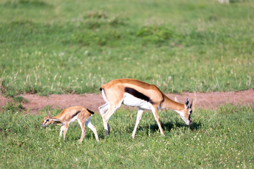 Thomson gazelles in the middle of a grassy landscape in the Kenyan savanna