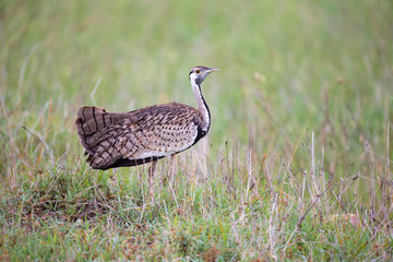 Indigenous gray bird is standing in the grass and looking