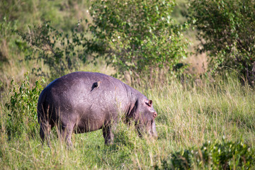 A hippopotamus is grazing in a meadow