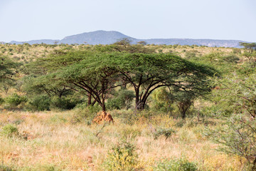 Big tree in the middle of the Kenyan savanna