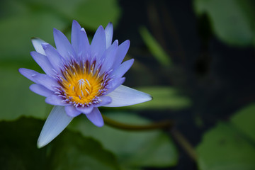 Blue and yellow lotus flower