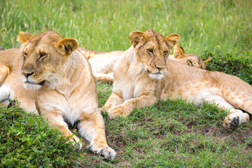 Fototapeta na wymiar Lion family in the savannah of Kenya