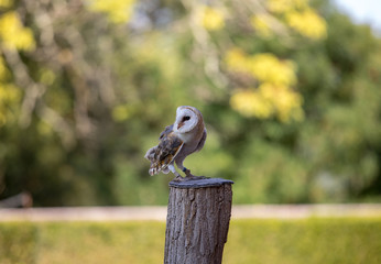 Beauty Eurasian Eagle Owl on blurred background