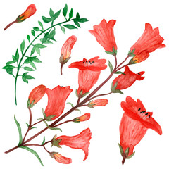 Watercolor hand painted set of useful plants with red flowers, green leaves and bell branches. Botanical illustration of summer flowers and leaves for beautiful design of invitations, greetings, poste