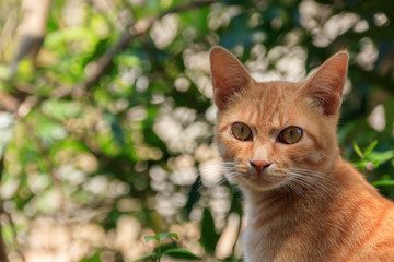 茶色の猫　Brown cat　(明神池）