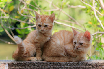 子猫 kitten(明神池)