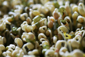 Green bean sprouts , Microgreen Organic