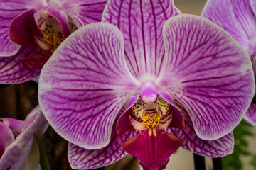 Fototapeta na wymiar Violett blühende Schmetterlingsorchideen