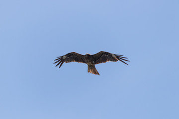 トンビ　Black Kite　山口県萩市　明神池