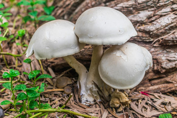 White mushroom are blooming at the stub of big tree in the tropical forest