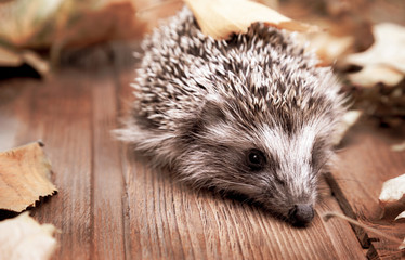 Young hedgehog in autumn leaves