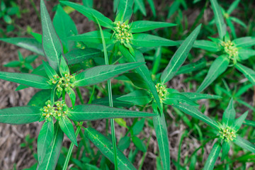 Flowers and fruits or ball seeds of Wild Poinsettia, Wild spurge, Lesser Green Poinsettia, Painted spurge, Mexican fire plant (Euphorbia Heterophylla) on plants in the wilderness area or the meadow