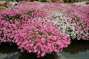 ペチュニアの花