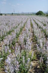 Fototapeta premium salvia