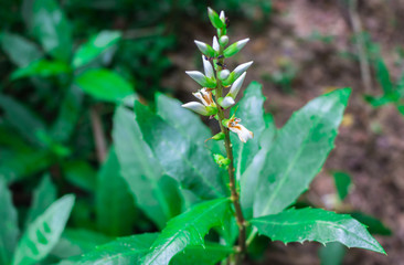 Sea holly or Thistleplike plant (Acanthus Ebracteatus Vahl) with white flowers on tree in organic herb garden of Thailand