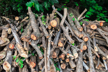 Woodpile or firewood (Pile of wood or stack of wood) from using the pruning saw of the overgrown tree