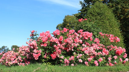 Bloomink Sweet Scented Pink Roses Summer Garden On Usedom Island In Germany 