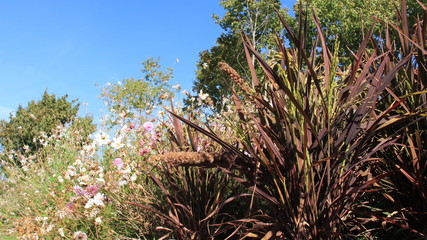 Rice Tussock With Blooming Flowers Summer Garden And Warm Sunny In Germany