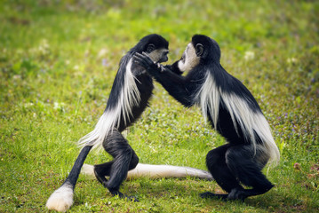 Two Mantled guereza monkeys fighting in grass